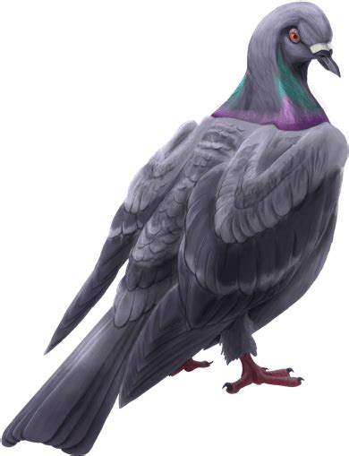 Lol Cms 218 Article Rock Dove Clipart Large Size Png Image Pikpng