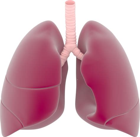 Lungs PNG Transparent Images PNG All
