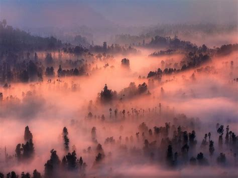 Dense Fog In The Forest Illuminated By The Sun At Sunset Wallpapers And