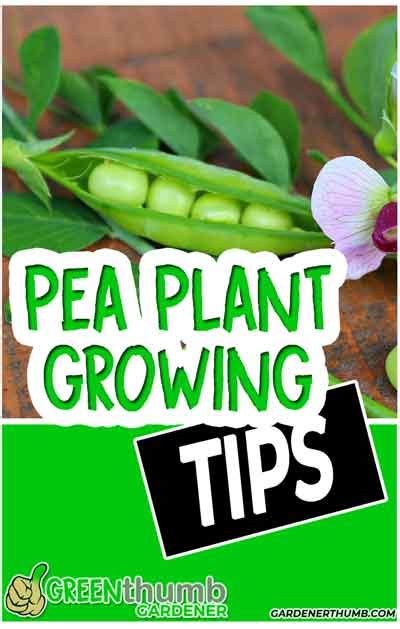 Growing Sugar Snap Peas 7 Tips For Healthy Plants Green Thumb Gardener