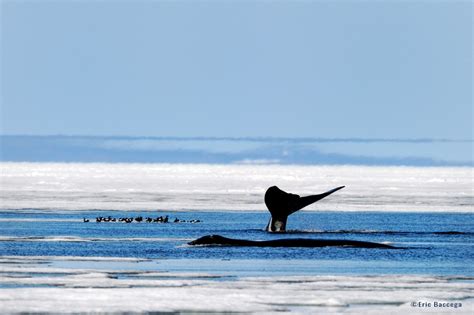 Top 10 Fun Bowhead Whale Facts Arctic Kingdom