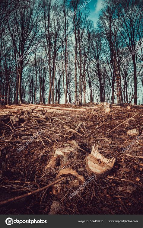 Forest Deforestation Tree Concept Logging Pile Of Firewood In Nude My