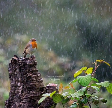 Little Bird In The Rain I Love Rain Beautiful Birds Love Rain