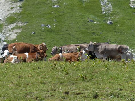 Free Images Grass Field Farm Herd Pasture Grazing Rest Animals