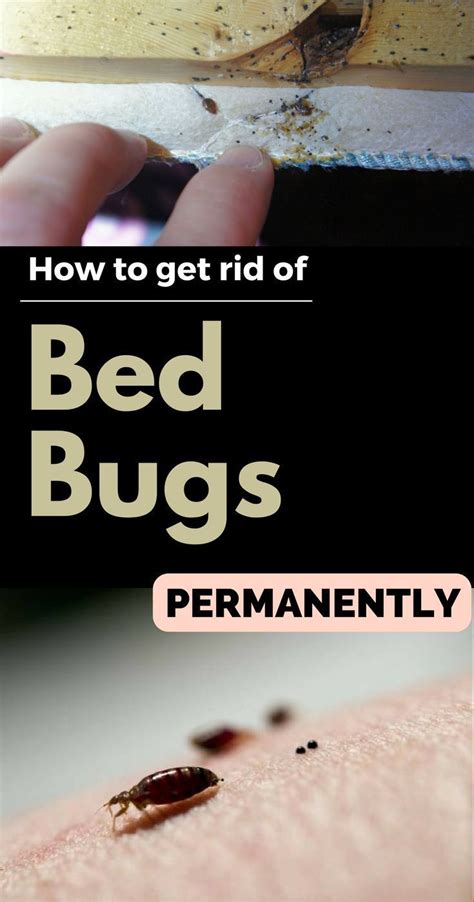 How To Get Rid Of Bed Bugs Permanently Rid Of Bed Bugs Bed Bug Bites