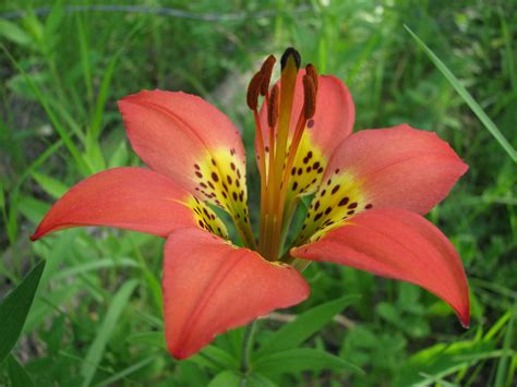 Western Red Lily Now Coming Into Bloom In A Ditch Near You Ncentral