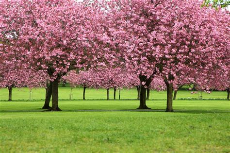 Cherry Blossom Landscape Wallpaper For Homes Image