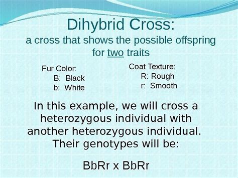 We compare two different characteristics in a dihybrid cross. Heredity and Genetics Part Two Dihybrid Crosses