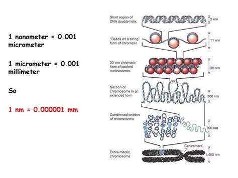 Ppt 1 Nanometer 0001 Micrometer 1 Micrometer 0001 Millimeter So