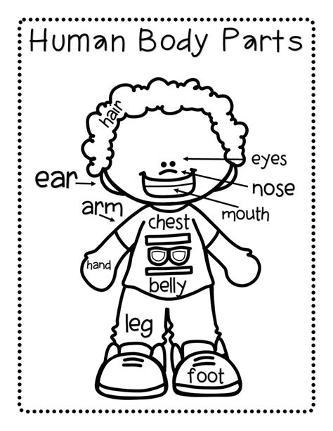 Get Parts Of Body Printable Worksheets  Directscot