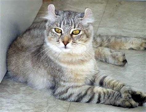 The highland lynx and should not fold. Highlander Cat Breed Info, History, Personality, Care ...