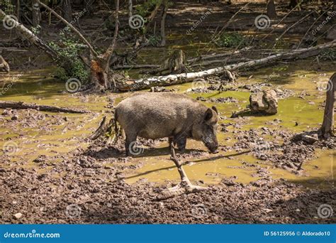 Feral Pig Wild Hog Boar Stock Photo Image Of Brown 56125956