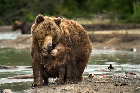 These different environments are called habitats. Bear love! Stunning images show a mother and cubs in their natural habitat - Storytrender