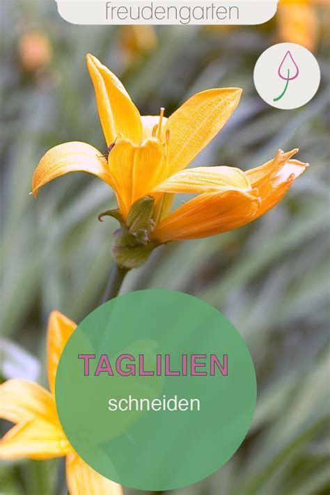 Pflanzen, bäume & sträucher └ pflanzen, sämereien & zwiebeln └ garten & terrasse alle kategorien antiquitäten & kunst auto. Taglilien schneiden | Pflanzen, Pflegeleichte pflanzen ...