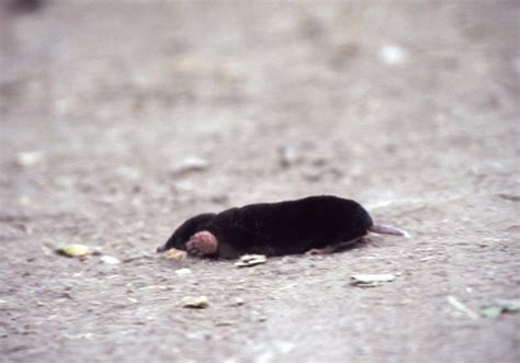 Daves Nature Photos Articles The California Mole Underground Burrower