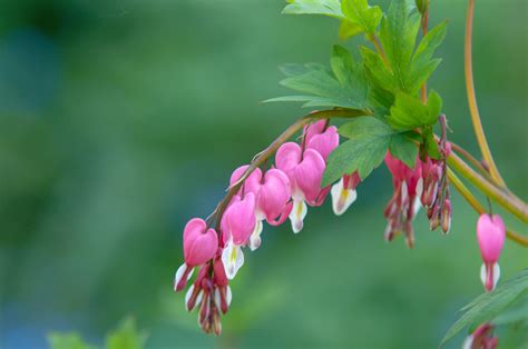 Bleeding Heart Plant Care And Growing Guide