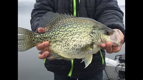 Awesome Slab Crappies On A Rainy Day Youtube