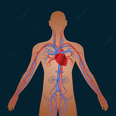 Sistema Circulatorio Humano De Circulacao Cardiovascular Clipart Images