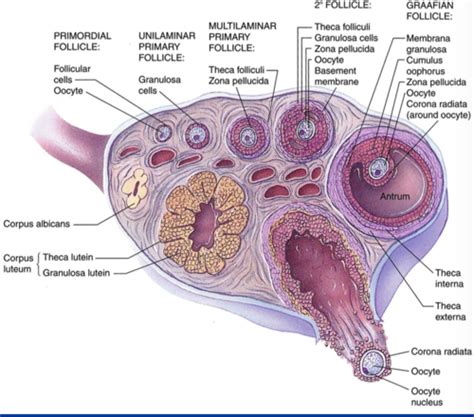 Females Reproductive Histology Flashcards Quizlet