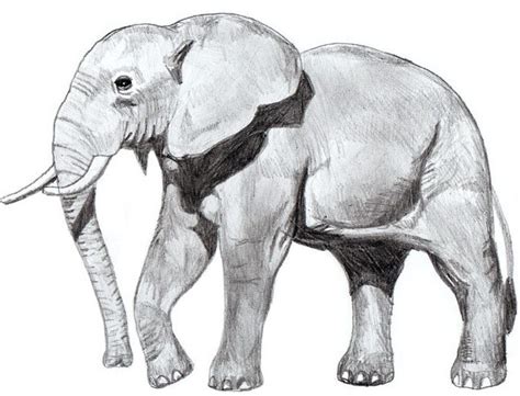10 Realistic Elephant Drawings Step By Step Do It Before Me