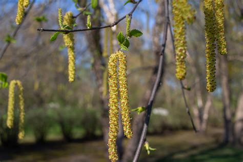 Fresh New Yellow Catkins On A Spring Blooming River Birch Tree Betula