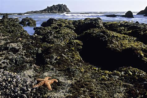 Intertidal Zone Habitat Profile