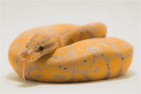 Banana Ball Python Care Sheet For First Time Owners Everything Reptiles