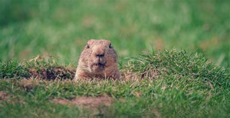 "Leave Willie Alone!" Is Groundhog Day a cruel and unnecessary
