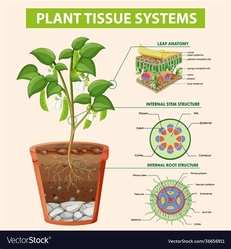 Diagram Showing Plant Tissue Systems Royalty Free Vector
