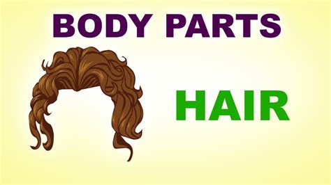 Hair Human Body Parts Pre School Know Your Body Animated Videos