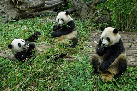 Giant Pandas Eating Bamboo Photograph By Peter Menzelscience Photo