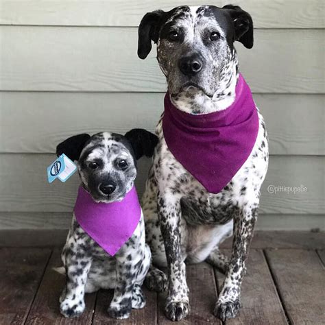 Custom stuffed animals made from finest materials available at shockingly low prices. Petsies Custom Stuffed Animals of Pets | Budsies