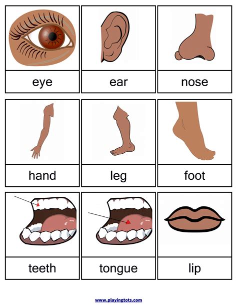 Printable Flashcards Body Parts For Kids