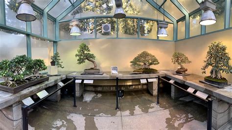 We both wanted practical instruction on virtual styling and restyling of bonsai using a computer. Bonsai Zoom Backgrounds | Pacific Bonsai Museum