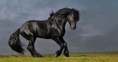 Most Beautiful Horse Breeds In The World