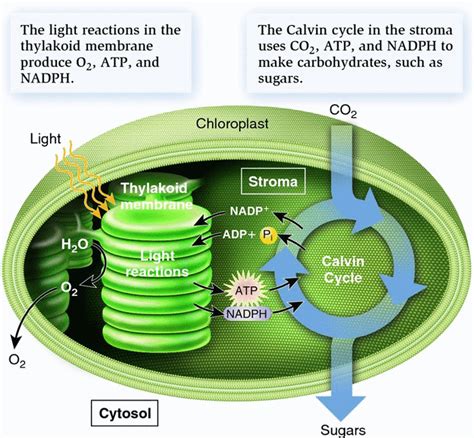 what is photosynthesis light reaction dark reaction and significance hubpages
