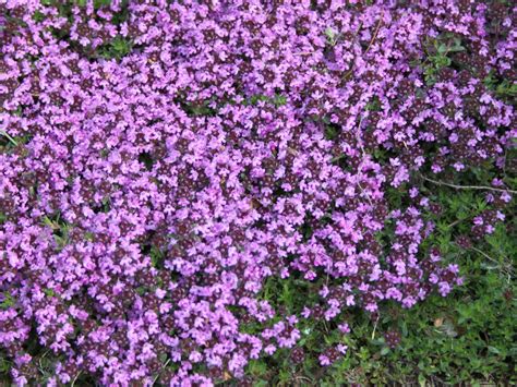 Wächst auf wuchshöhen bis zu 20 zentimeter und bildet dabei zahlreiche kleine rosa/weiße blüten aus die von honigbienen und hummeln massig besucht werden. Scharlachroter Feld-Thymian 'Coccineus' für Deinen Garten!