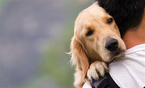 21 Most Affectionate Dog Breeds And 4 Thatll Surprise You
