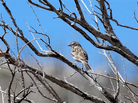 Utah Birders Birding Blog Utah Birds Utah Birding Utah Bird Id