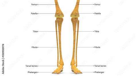 Human Skeleton Leg Joints Anatomy Femur Fibula And Tibia Stock