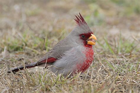 Northern Cardinal Id Facts Diet Habit And More Birdzilla
