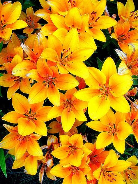 Maybe you would like to learn more about one of these? Alaska Anchorage Lily Flowers In Our Garden | Pretty ...