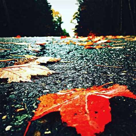 Road Leaves Photograph By Modern Art Fine Art America
