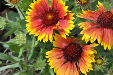 Having bees buzzing around to act as pollinators brings life to the yard and makes flowers and other plants lush and abundant. Plants to attract honey bees | Amazing gardens, Beautiful ...
