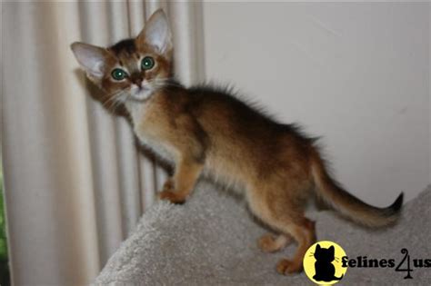 Join millions of people using oodle to find kittens for adoption, cat and kitten listings, and other pets adoption. Abyssinian Kitten for Sale: Abyssinian 11 Yrs and 2 Mths old