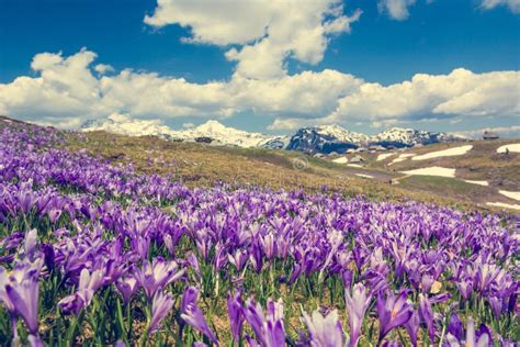 Majestic View Of Blooming Spring Crocuses In Mountains Stock Photo