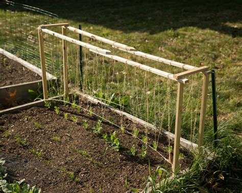 Just Built This Pea Trellis Hope Its Tall Enough About 26 R
