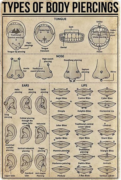 A Guide To The Different Types Of Body Piercings Daily Infographic