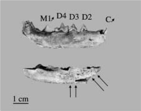 Dama Dama Fallow Deer Fragmented Antler Fig 12 Fox Mandible With