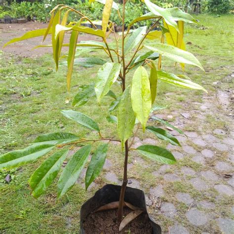 Daging dari durian musang king pun sangat unik. Jual Bibit Pohon Durian Musangking Kaki Tunggal Buah Duren ...